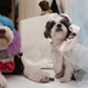 Illustration for article titled Call It Puppy Love: Two Dogs Marry In Most Expensive Pet Wedding Ever